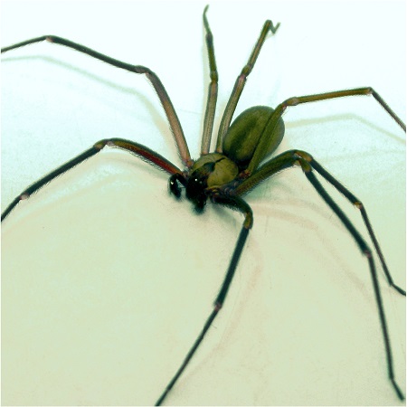 brown recluse spider pest control