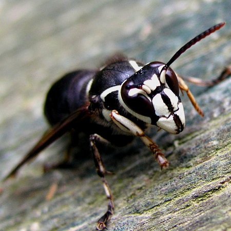 bold face hornet pest control