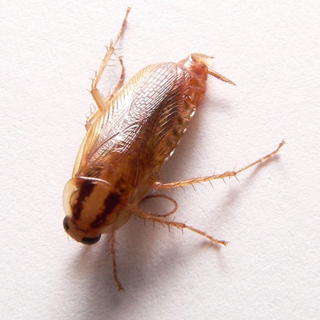german cockroach pest control