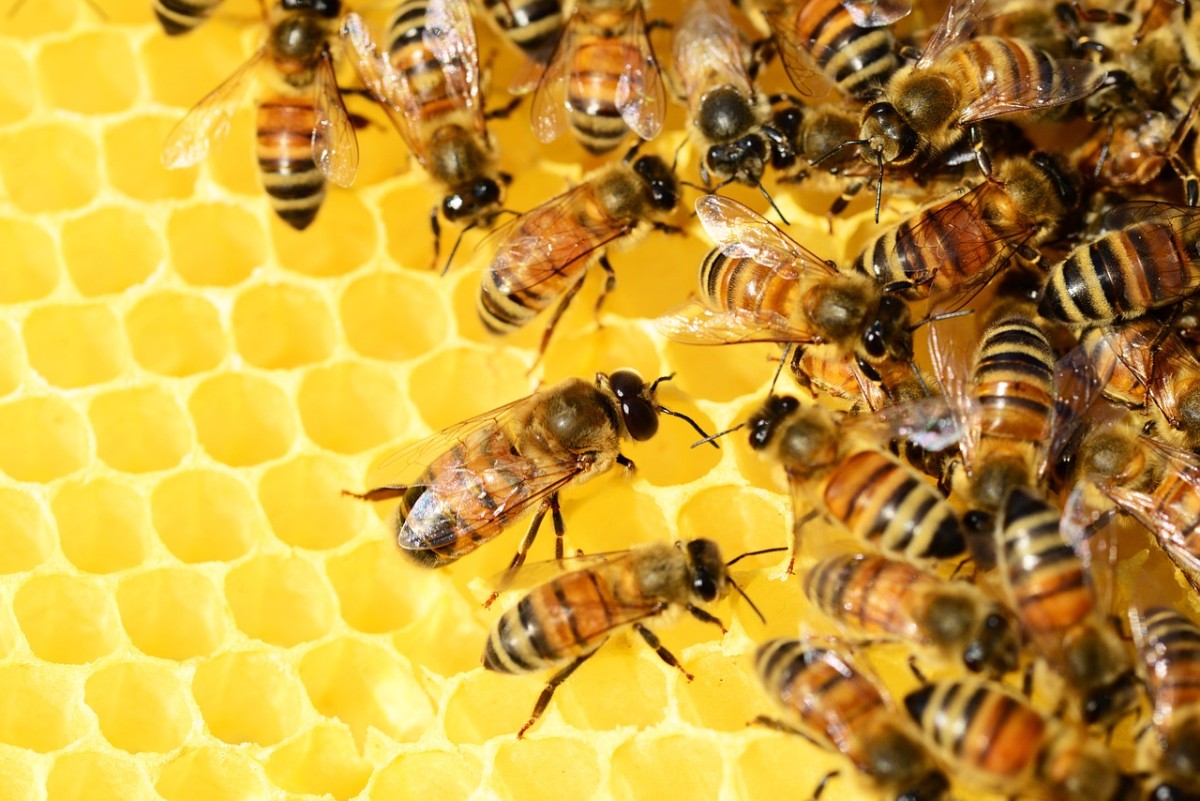 honey bees pest control
