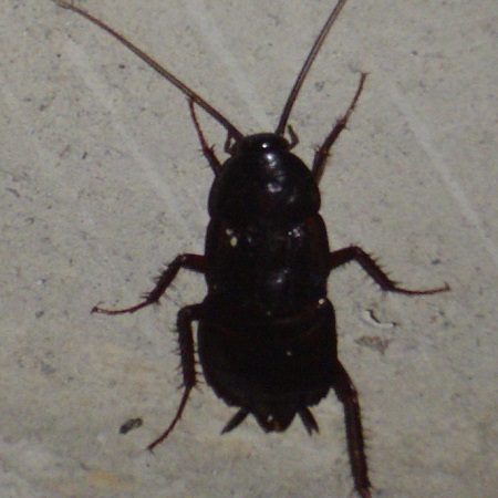 oriental cockroach pest control