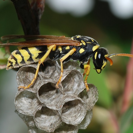 paper wasp pest control