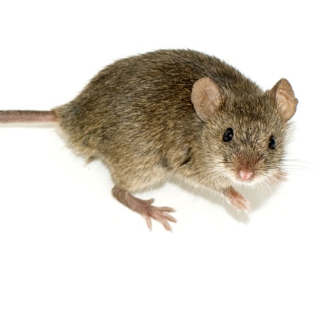 rodent pest control